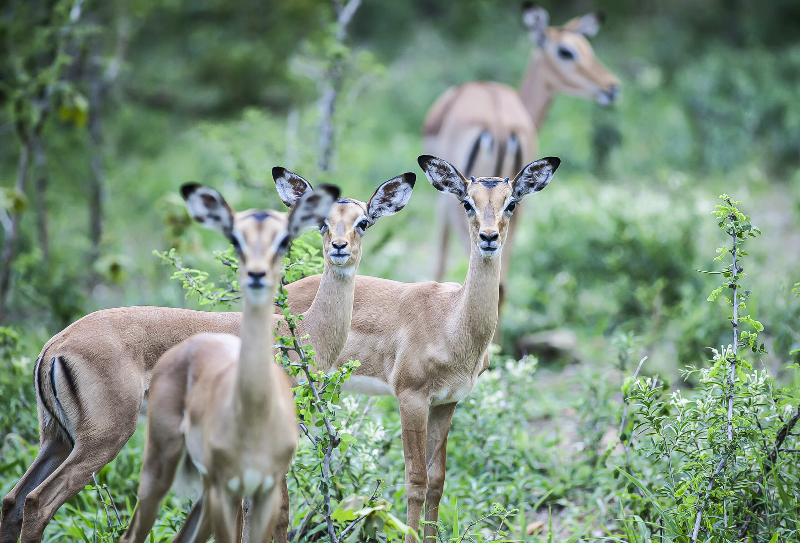 Tour in Malawi e Mozambico tra safari e mare