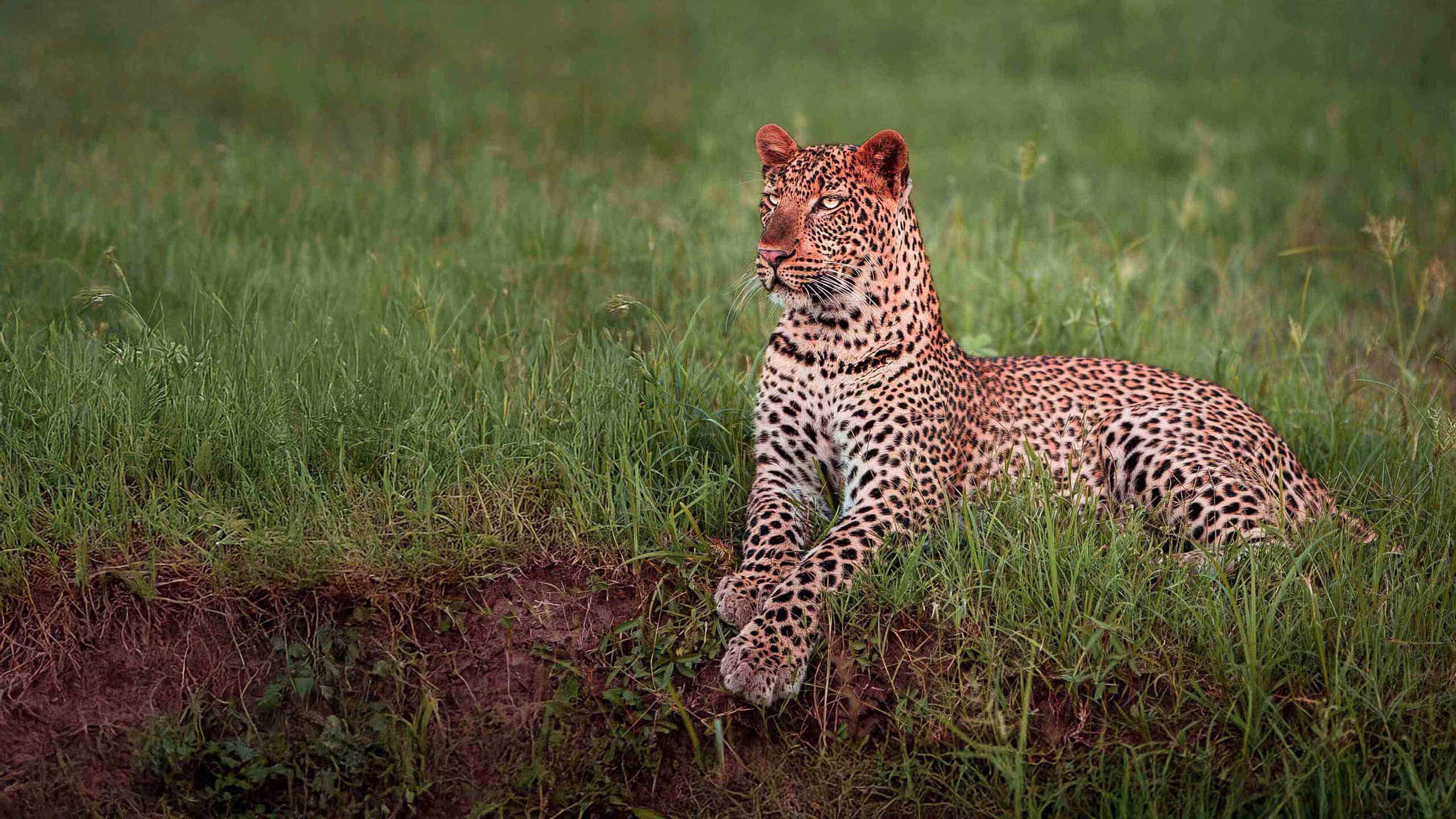 Foto di un leopardo scattata durante un viaggio del tour operator Africa Wild Travel